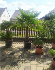 Beautiful, healthy, frost-resistant Chinese palms for sale!