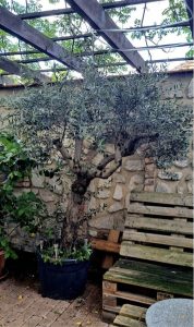 2 huge, very beautiful, healthy Olive trees, Olea Europaea