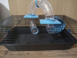 Syrian hamster cage