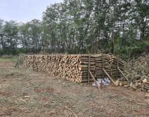 Acacia thick firewood for sale